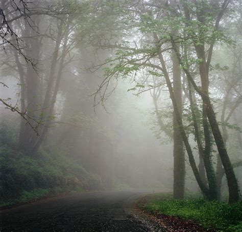 Road Disappearing Into Fog And Trees By Danielle D Hughson