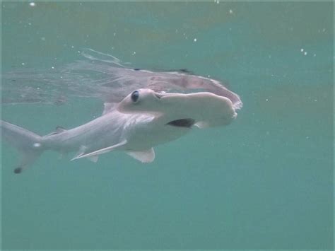 Protecting Hammerhead And Blacktip Shark Nursery Grounds In The