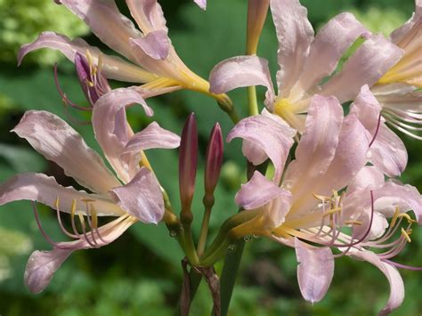 Information On Growing Lycoris Lily