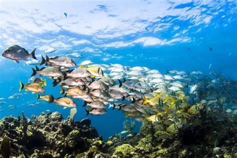 Snorkeling Aruba - ScubaCaribe