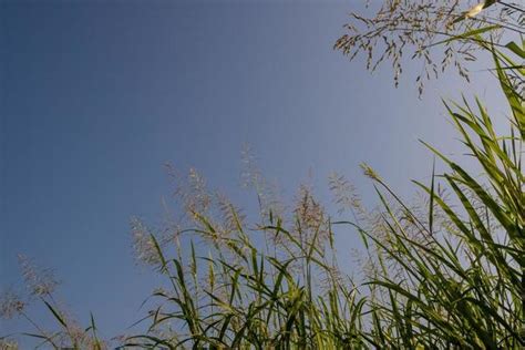 Blue Sky Grass Stock Photos, Images and Backgrounds for Free Download