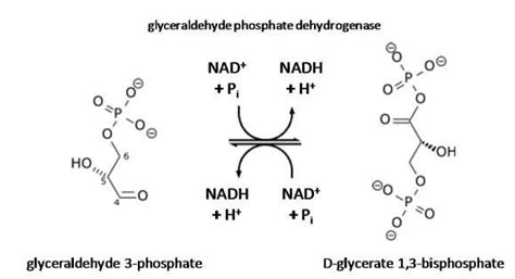 Glyceraldehyde 3 Phosphate Structure