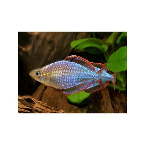 Melanotaenia Praecox Diamant Regenbogenfisch