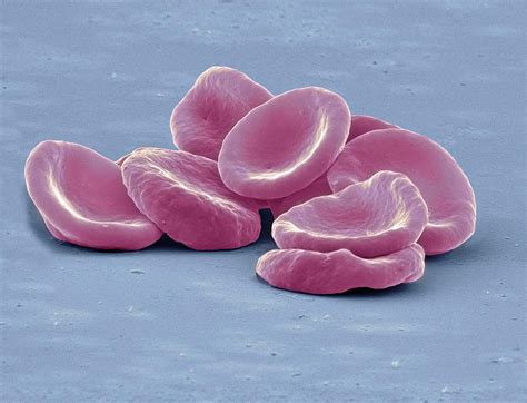 Red Blood Cells Sem Photograph By Steve Gschmeissner