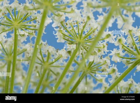 View Looking Up Skyward Through A Veil Of Cow Parsnip Heracleum