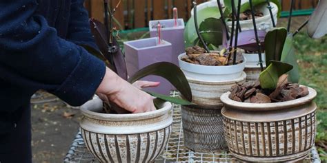 How To Repot A Cymbidium Orchid Step By Step Guide