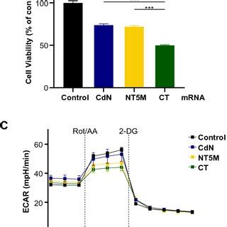 Cellular Effects On Differences Of Substrate Preference On DTMP A