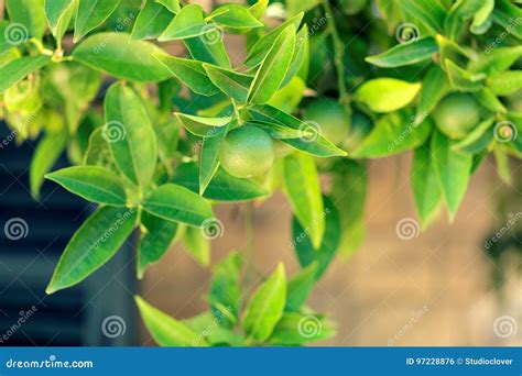 Branch Orange Tree Fruits Green Leaves In Spain Royalty Free Stock