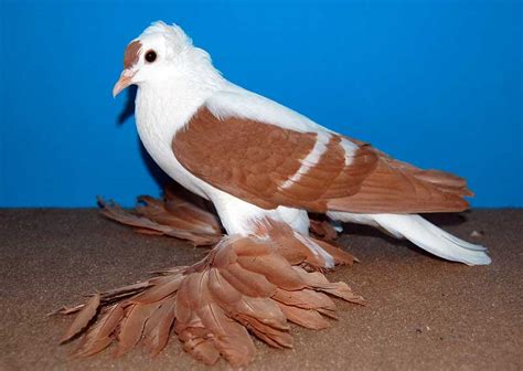 Saxon Wing Pigeon Sächsische Flügeltaube Pigeontype