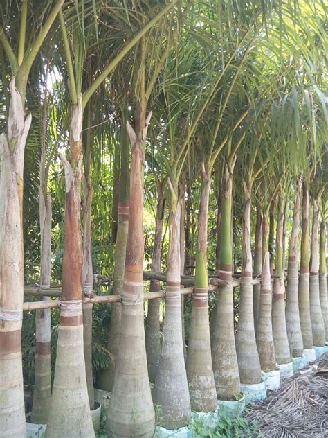 Roystonea Regia Bottle Palm Trees At Rs 1500 In Saharanpur ID