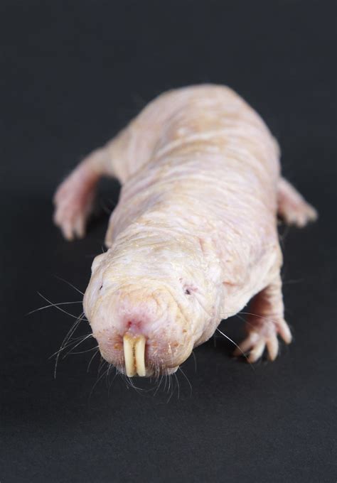 Naked Mole Rat 20th Anniversary At The Smithsonians Natio Flickr