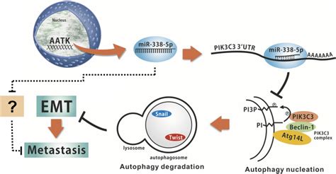 MiR 338 5p Promotes Metastasis Of Colorectal Cancer By Inhibition Of