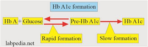 Hba1c Glycosylated Hemoglobin