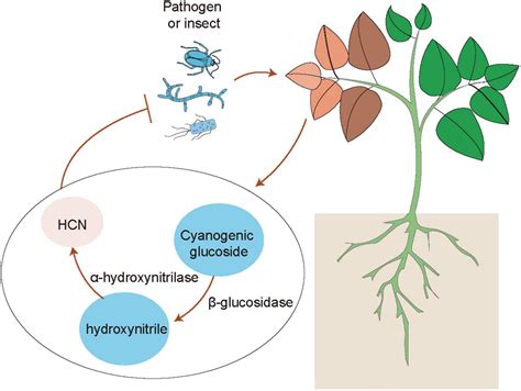 Frontiers Development Of Plant Systemic Resistance By Beneficial Rhizobacteria Recognition