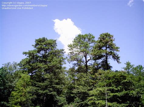 Plantfiles Pictures Pitch Pine Northern Pitch Pine Pinus Rigida