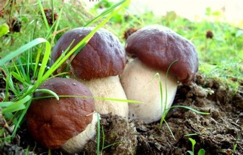 Three Mushrooms Are Growing In The Dirt And Grass