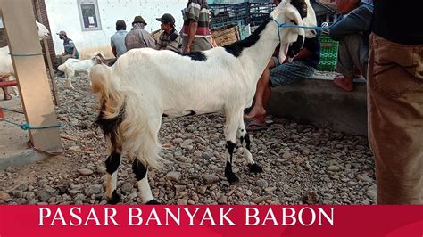 Pasar Sepi Banyak Kambing Betina Pasar Hewan Lahar Tlogowungu YouTube