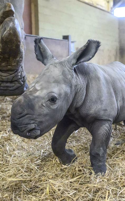 Baby rhino born at Whipsnade Zoo | Whipsnade Zoo