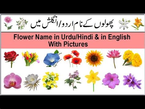 Flower Word Meaning In Urdu Home Alqu