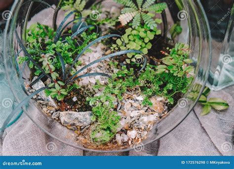 Glass Florarium With Succulents On Window Sill Transplanting Home