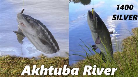 Akhtuba River Russian Sturgeon Catfish Russian Fishing 4 Rf4 Spot