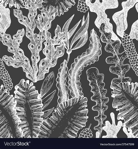 Seaweed Seamless Pattern Hand Drawn Seaweeds Vector Image