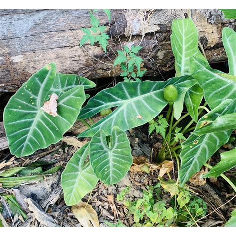 Alocasia Longiloba Sym Alocasia Denudata Keladi Hiasan Keladi Candik Keladi Merbah