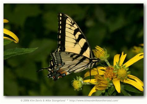 Eastern Tiger Swallowtail