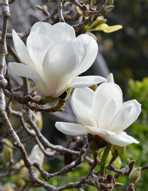 Magnolia Denudata Plantentuin Esveld