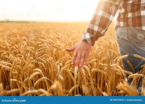 harvesting wheat  home  seed  grain   grow wheat