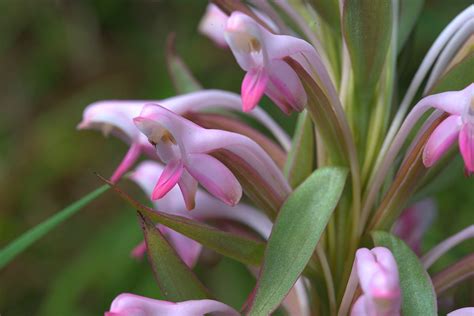 The 1000 Orchids Of Madagascar MADAMAGAZINE