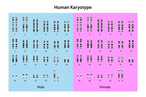 Human karyotype Stock Photos, Royalty Free Human karyotype Images | Depositphotos