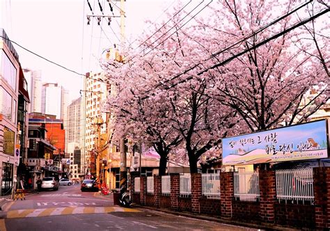 The Seoul of the Cherry Blossom | Crooked Compass