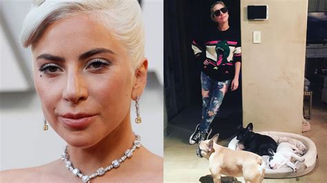 Roban A Los Perros De Lady Gaga Su Paseador Fue Acribillado En