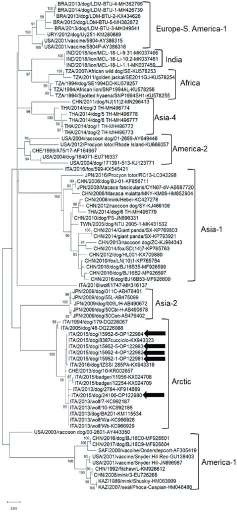 Phylogenetic Tree Based On The Cdv Partial Nucleotide Sequence Of The