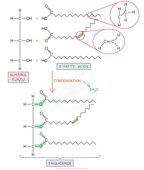 Lipids Aqa A Level Biology Revision Notes 2015