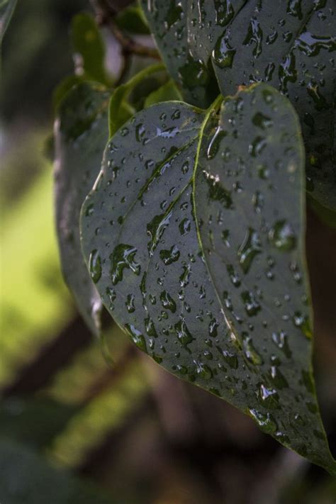 Free Images Nature Grass Branch Sunlight Flower Petal Wet