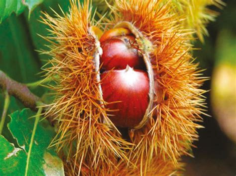 CASTANEA sativa Marron doré de Lyon boca plantes fr