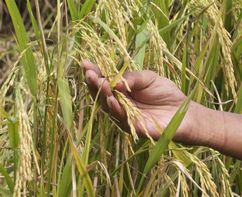 Climate-smart rice farming a win-win