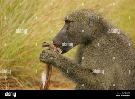 Chacma Baboon. Papio ursinus, eating meat, South Africa Kruger Park Stock Photo - Alamy