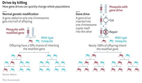 Gene Drive Technology To Control Mosquitoes 11 09 2023 Current Affairs