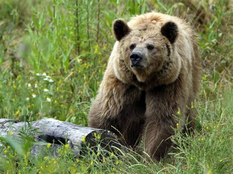 Alaska: Oso ataca a ciclista | Independent Español