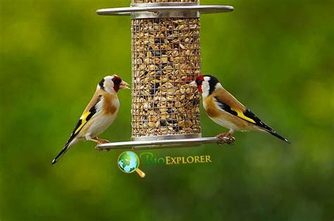 What Do Goldfinches Eat Goldfinch Diet By Types What Eats Goldfinches