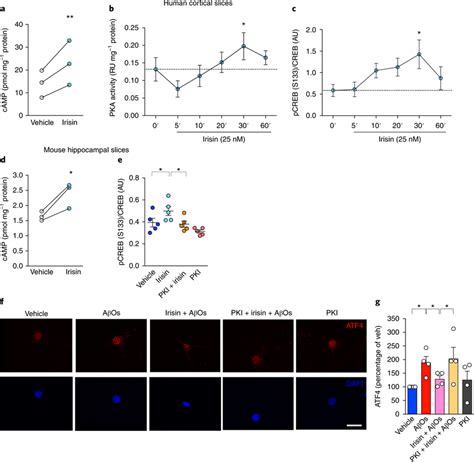 Irisin Triggers The Brain Camppkacreb Signaling Pathway Ad Summary