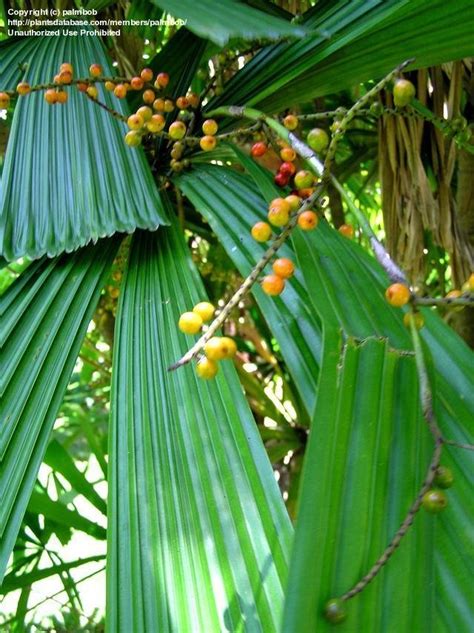 Plantfiles Pictures Licuala Species Mangrove Fan Palm Spiny Licuala