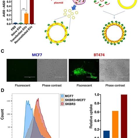 Specificity Of Directed EV Displaying EVHB Binding To HER2 Receptor