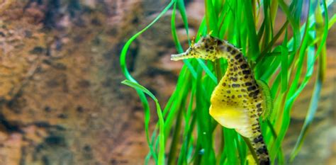 Los Caballitos De Mar Machos Dan A Luz De Una Manera Nica Vista Al Mar