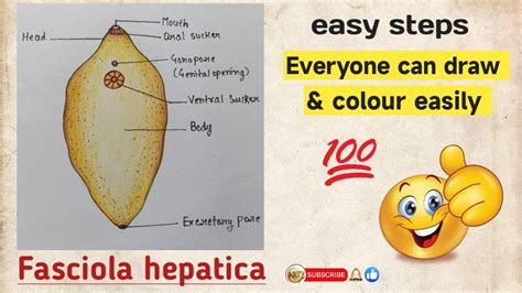 How To Draw Liver Fluke How To Draw Liver Fluke Diagram How To Draw