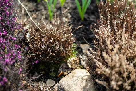 Detail Of A Dry Heather Plant Beautiful Outdoor Scenery Stock Photo