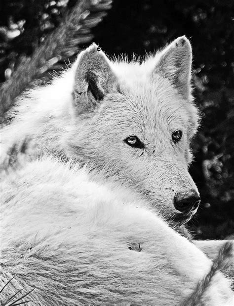 Wolf,white wolf,beast,hair,free pictures - free image from needpix.com